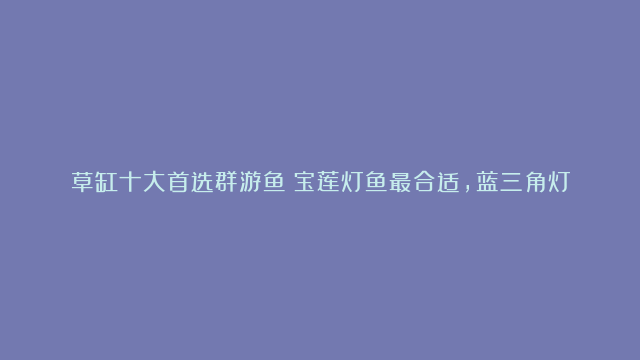 草缸十大首选群游鱼：宝莲灯鱼最合适，蓝三角灯鱼上榜