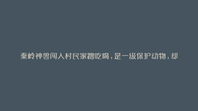 秦岭神兽闯入村民家蹭吃喝，是一级保护动物，却曾致200多人伤亡