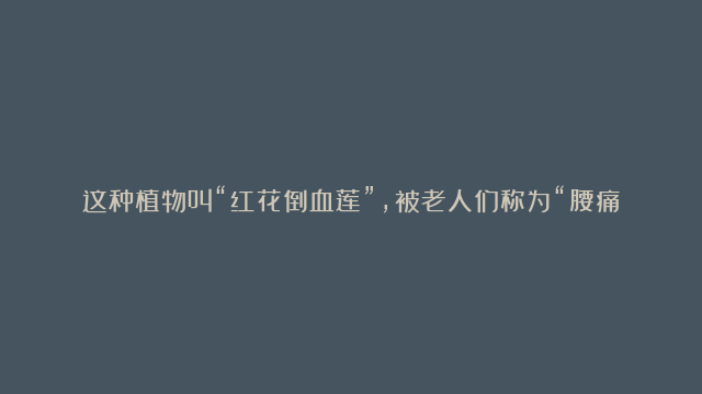 这种植物叫“红花倒血莲”，被老人们称为“腰痛王”，价值很珍贵