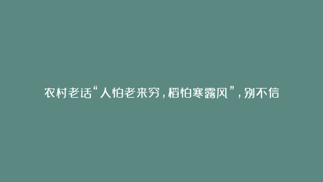 农村老话“人怕老来穷，稻怕寒露风”，别不信！