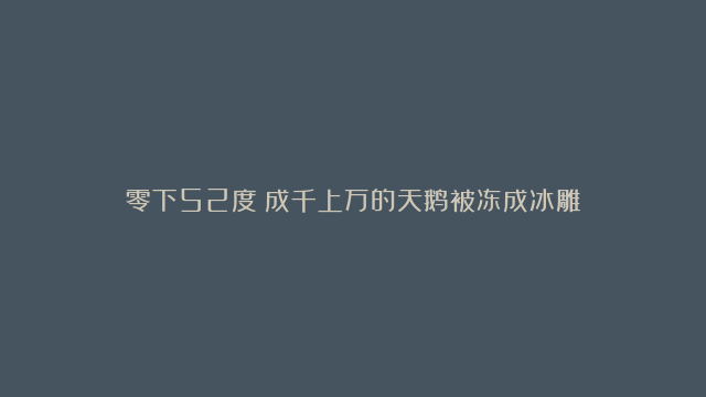 零下52度！成千上万的天鹅被冻成冰雕