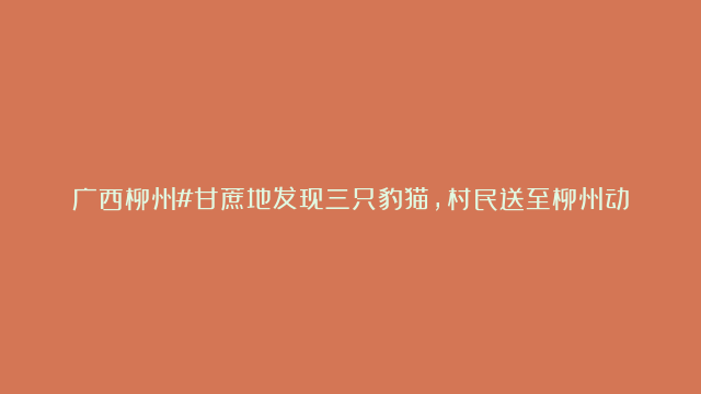 广西柳州#甘蔗地发现三只豹猫，村民送至柳州动物园，野化训练后放归自然