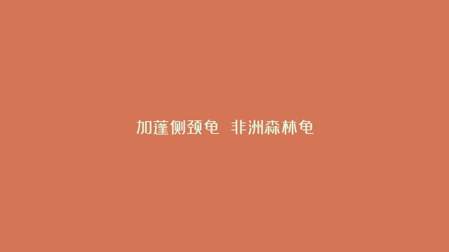 加蓬侧颈龟 非洲森林龟