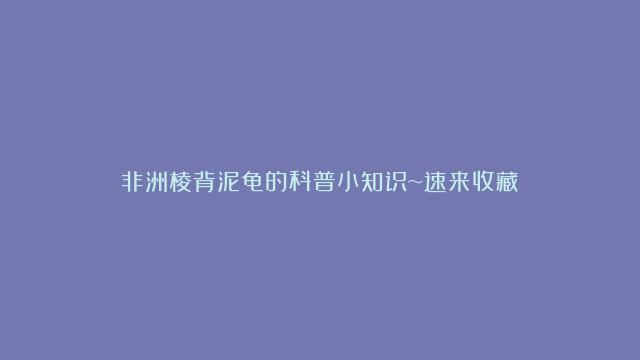 非洲棱背泥龟的科普小知识~速来收藏！