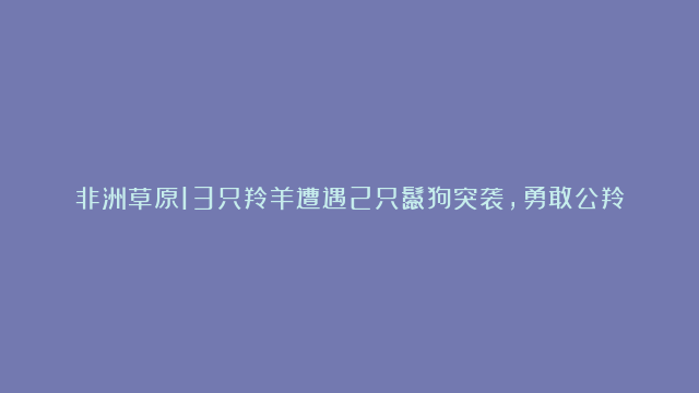 非洲草原13只羚羊遭遇2只鬣狗突袭，勇敢公羚挺身而出保护群体