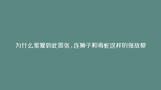 为什么蜜獾如此嚣张，连狮子和毒蛇这样的强敌都不敢轻易招惹它？