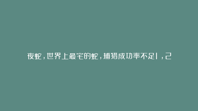 夜蛇，世界上最宅的蛇，捕猎成功率不足1%，200次出击才成功一次