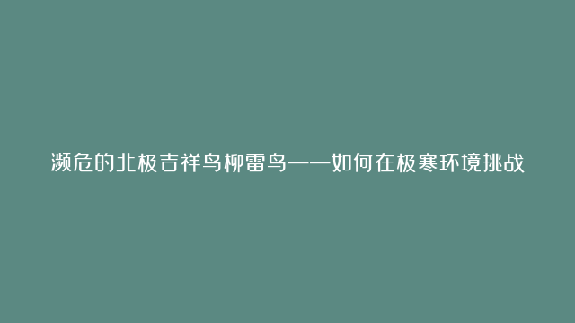 濒危的北极吉祥鸟柳雷鸟——如何在极寒环境挑战中生存？