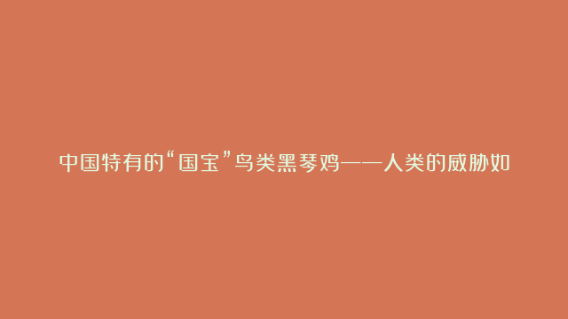 中国特有的“国宝”鸟类黑琴鸡——人类的威胁如何应对生存挑战？