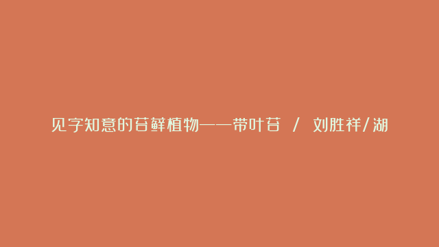 见字知意的苔藓植物——带叶苔 / 刘胜祥/湖北苔藓植物故事154/2024-02-29