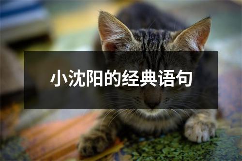 小沈阳的经典语句