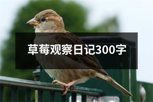 草莓观察日记300字