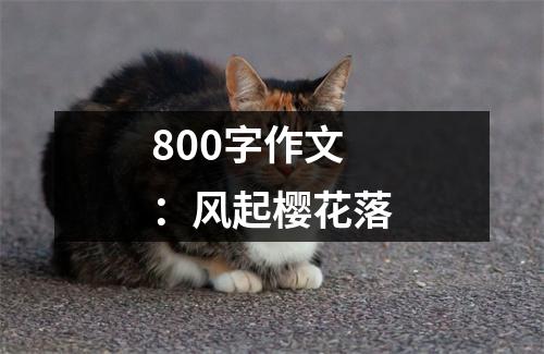 800字作文：风起樱花落