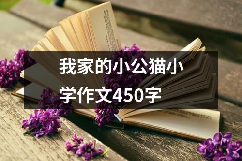 我家的小公猫小学作文450字