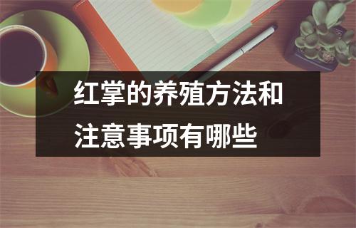 红掌的养殖方法和注意事项有哪些